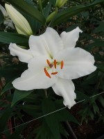 [5341 All Choice 18 ST No02.JPG]